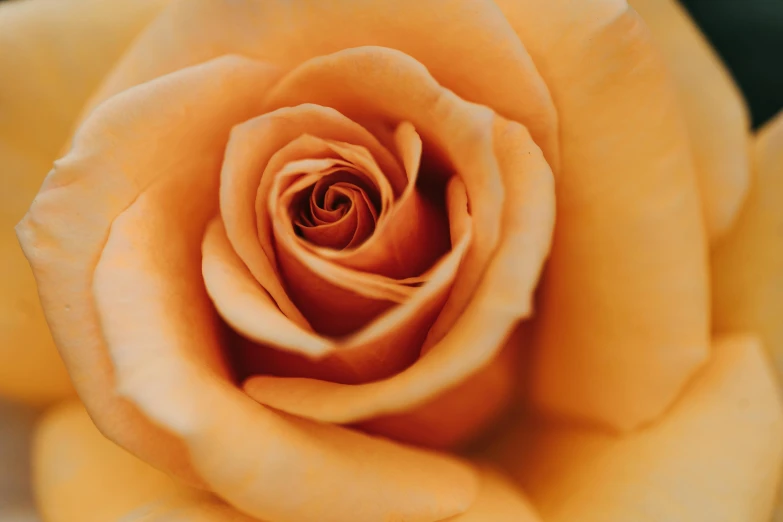 a close up view of the petals of a peach rose