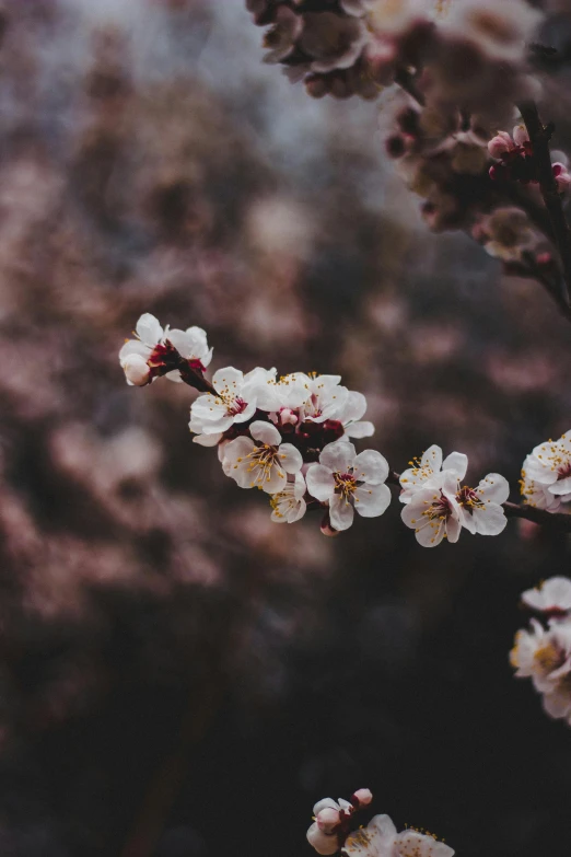 white flowers are standing up against a gray background