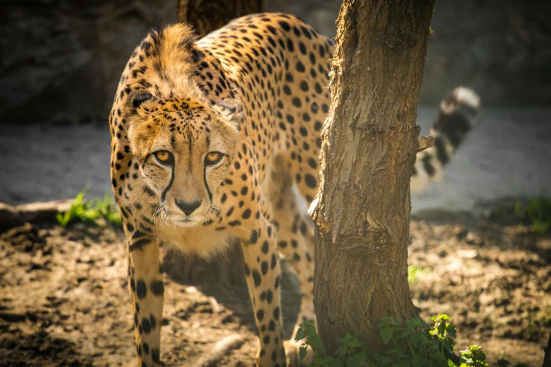 a cheetah standing beside a tree near a wall