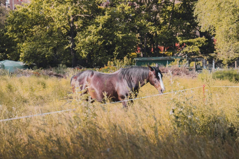 two horses behind a fence in the grass