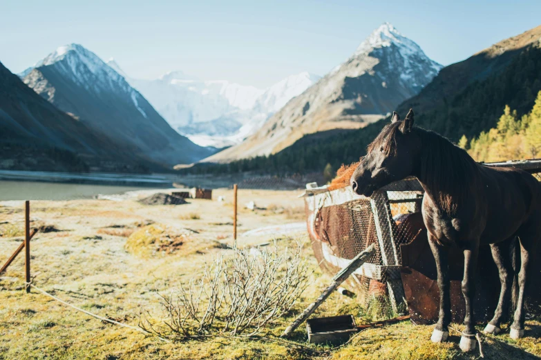 the horses are standing on the side of a hill