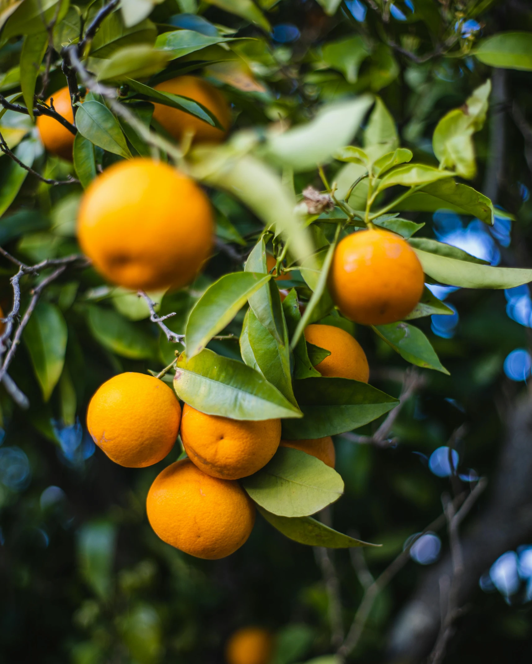 oranges hanging from trees in an orchard with bright leaves