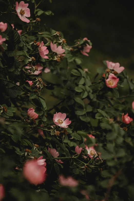 this is an image of some pink flowers