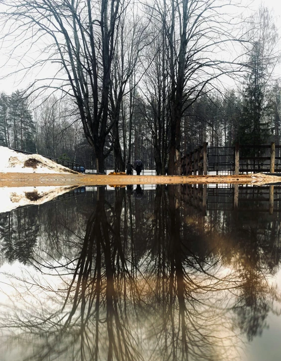 reflection of snow covered trees on a pond