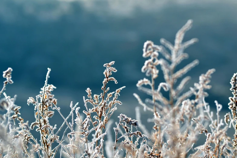 frosted grass with an image of a forest in the background