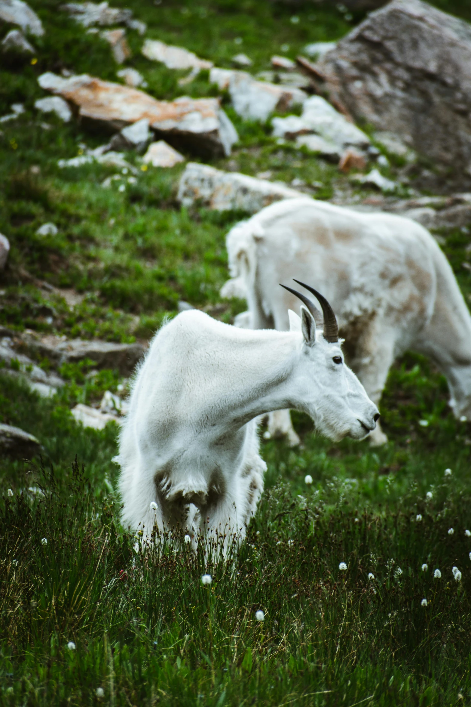 a pair of horned sheep grazing in grassy field