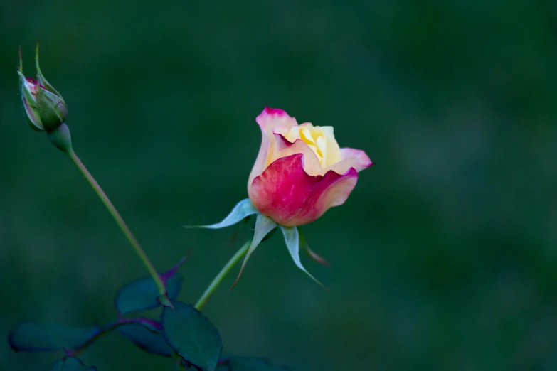 an open and wilted rose next to a dark green background