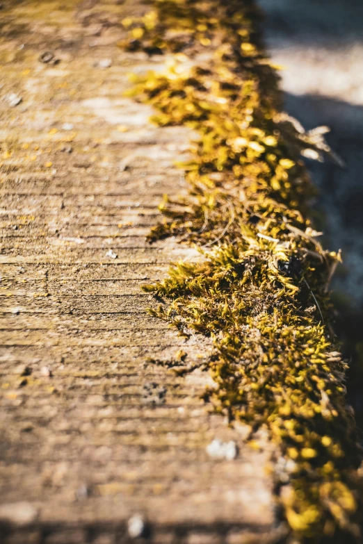 the pavement is lined with yellow moss on it