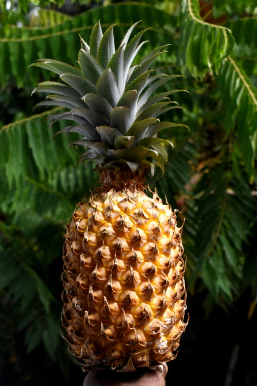 a pineapple sitting on top of someones hand