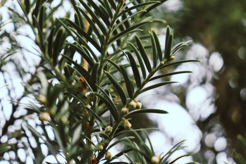 a tree is with lots of leaves and berries on it