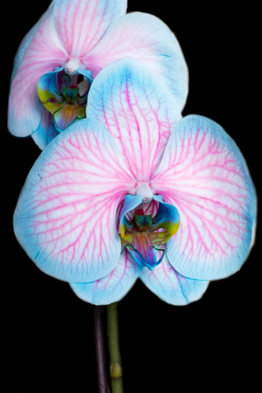 pink and blue flower on a black background