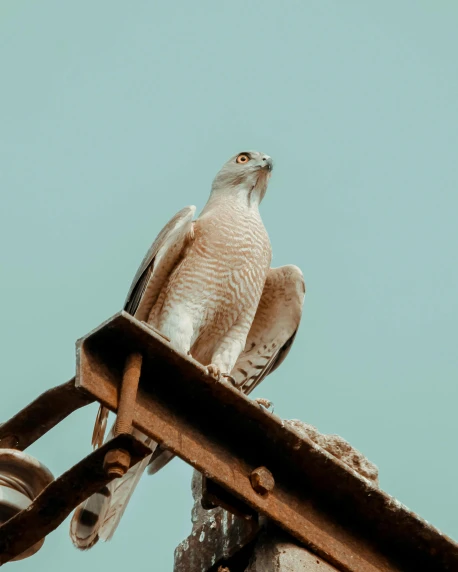 a bird perched on top of a wooden pole