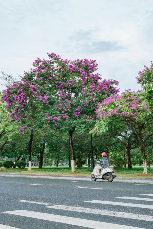 a person riding an auto - bike down a road next to trees