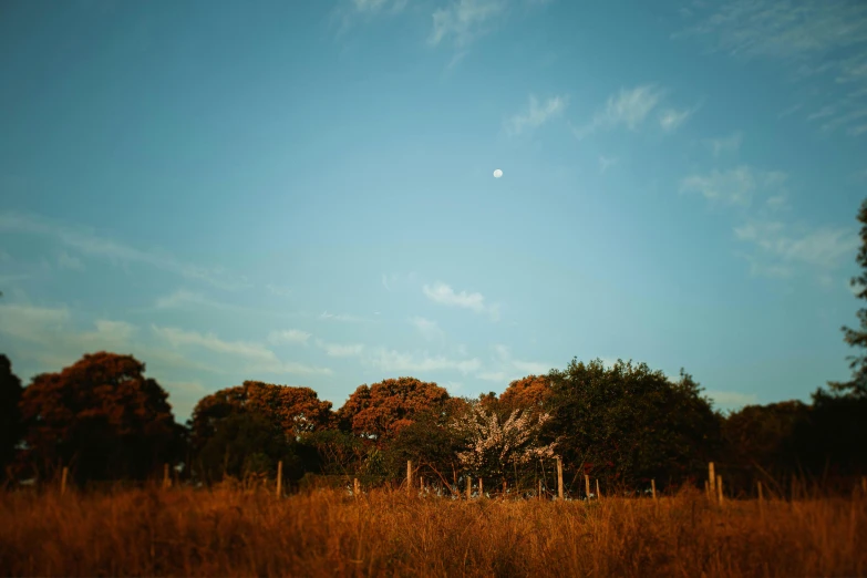 the sun is setting on the field where some trees are