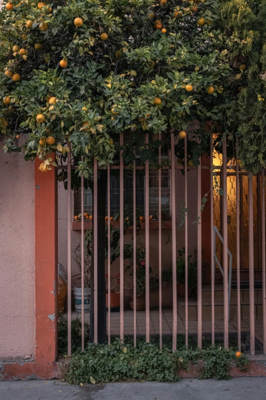 orange tree on top of a building with gate