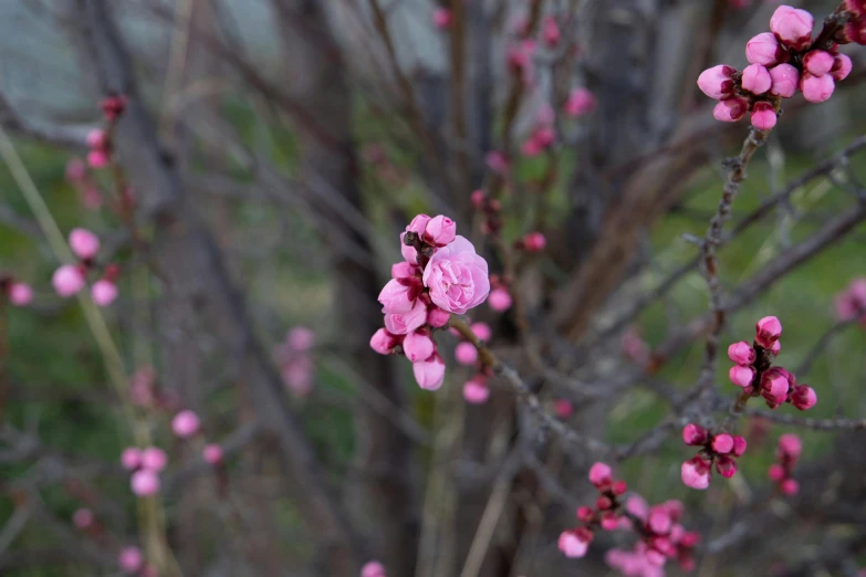 an arrangement of small pink flowers in the bush