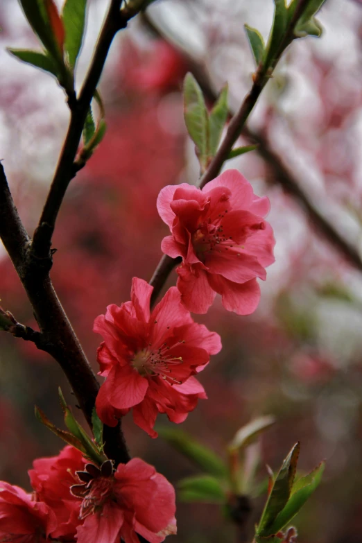 some pretty pink flowers in the nch of a tree