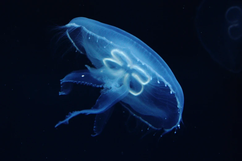 a glowing blue fish in a dark aquarium