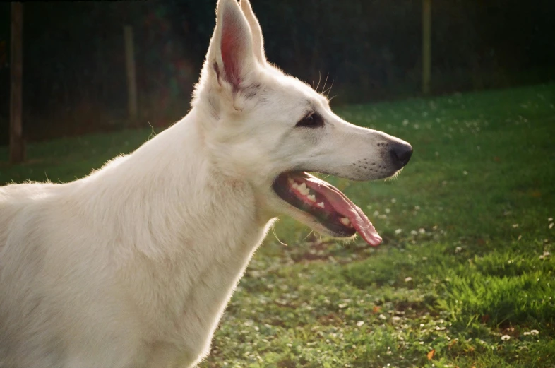 a white dog with it's tongue out is outside