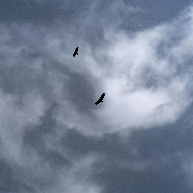 two birds are sitting on top of the clouds