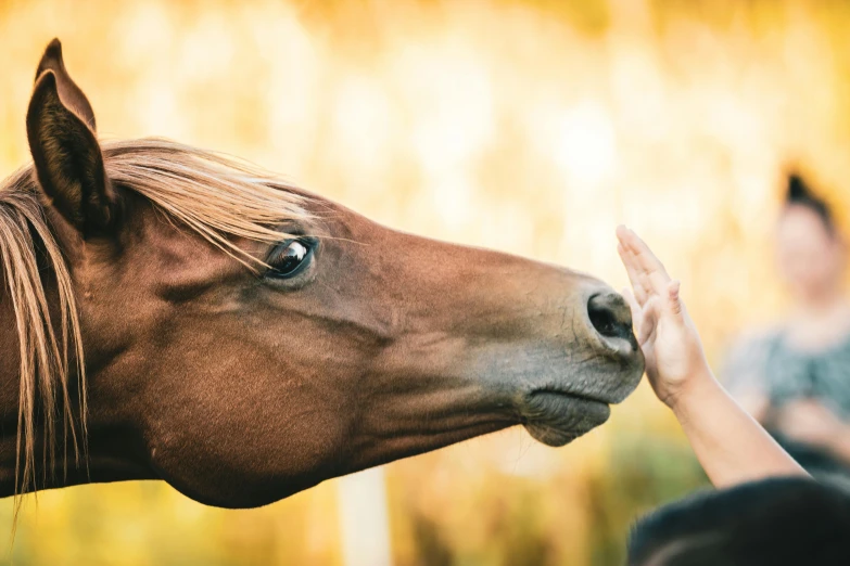 a brown horse looking at a person