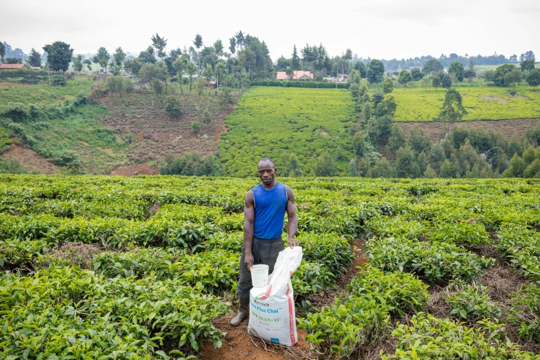 a man holding two bags standing in a field of tea plants