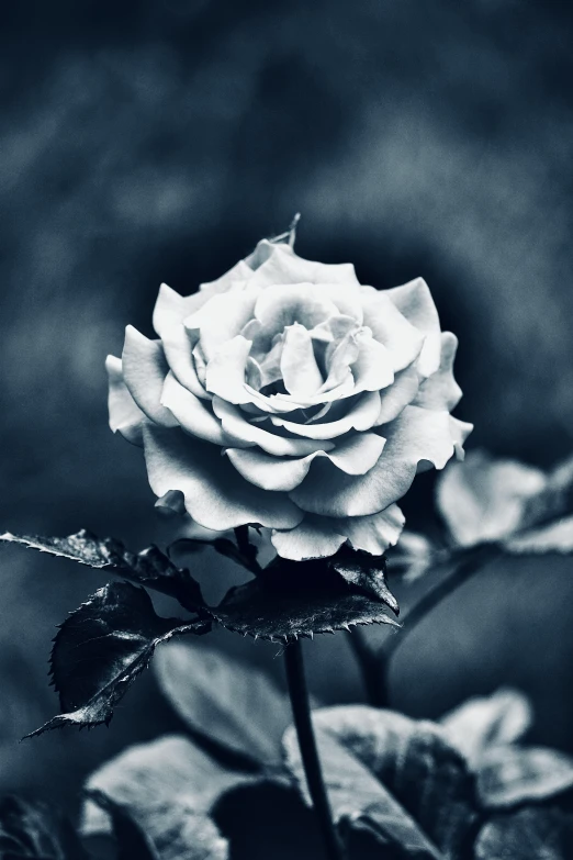 black and white pograph of a rose that is in bloom