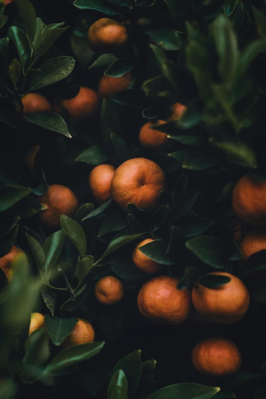 the oranges are sitting on the trees together