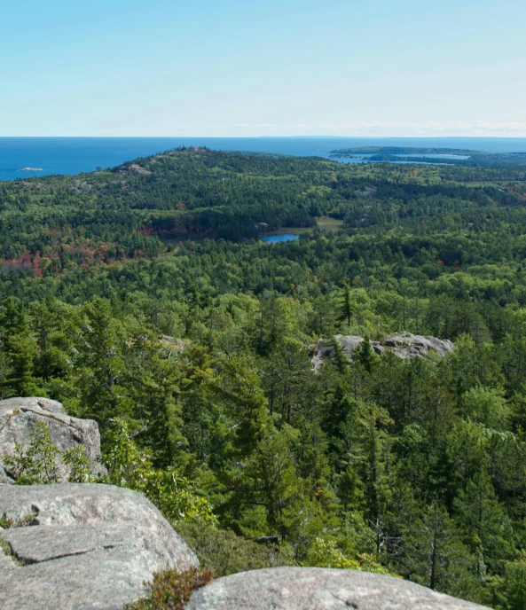 a landscape of some rocks near many trees