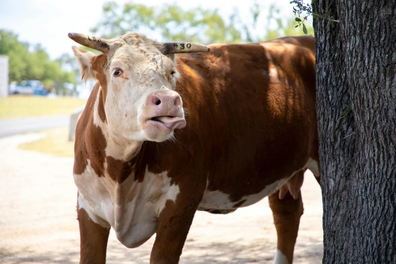 the face of a cow near the trunk of a tree