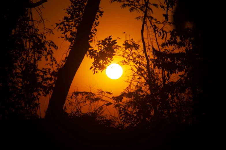 a sun through the trees silhouetted by a hazy sky