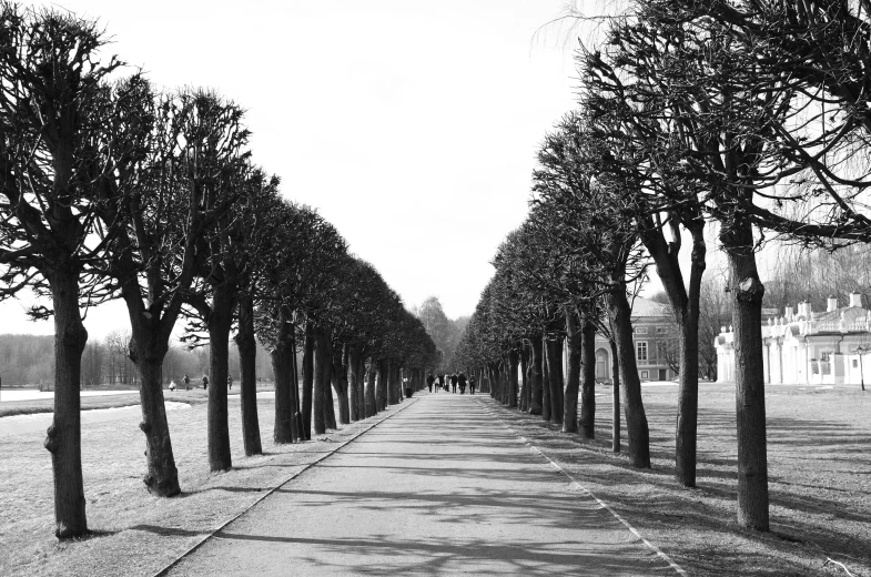 a row of trees lining a sidewalk on a gloomy day