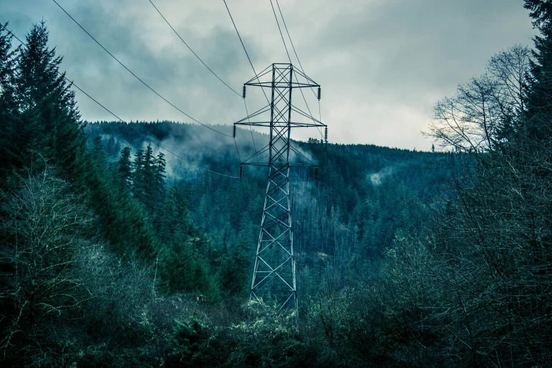a power line stretches out into a dark forest