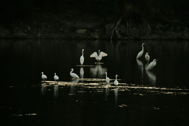 white birds with long legs wading on the water at night