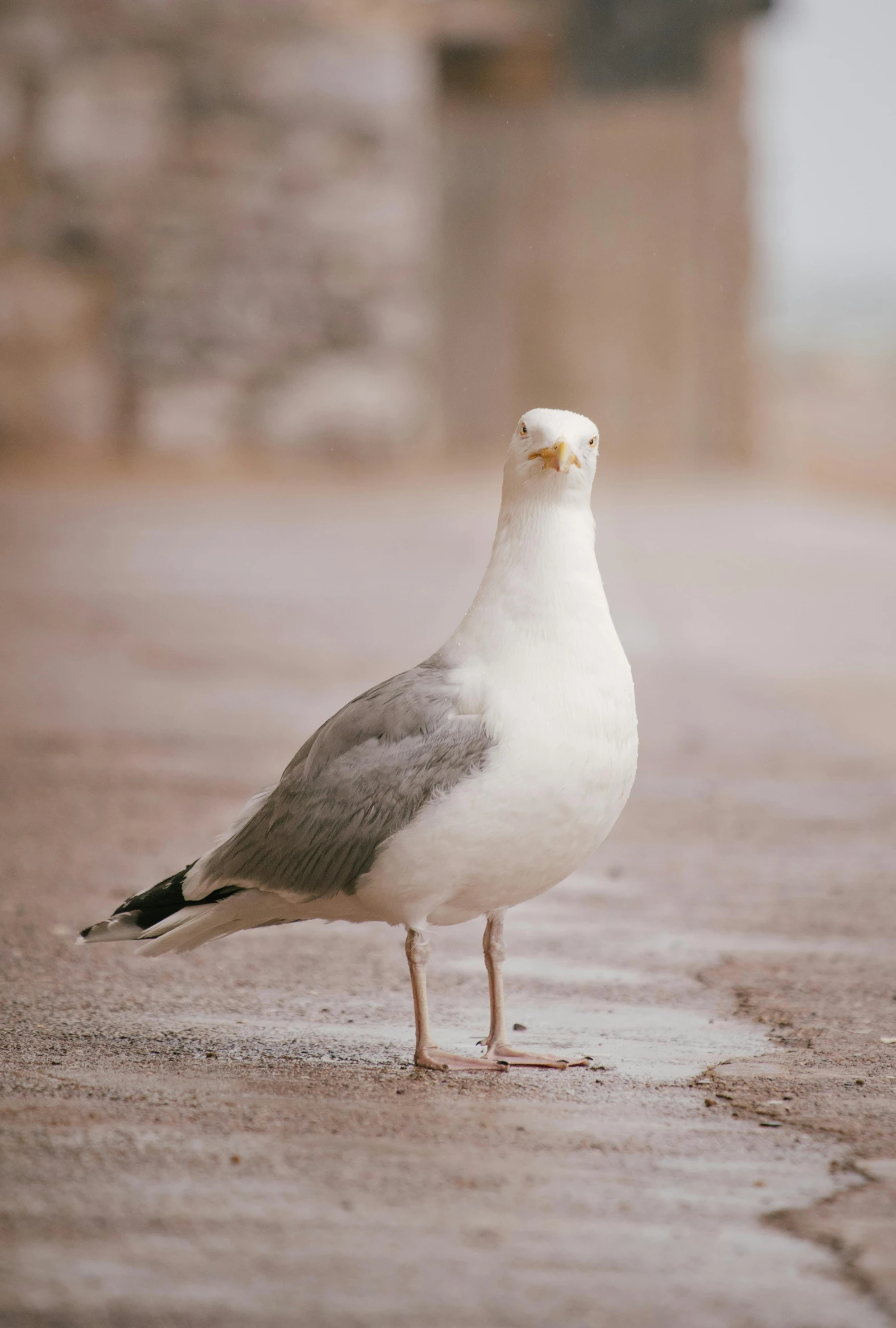 a bird is standing on the pavement on a sidewalk