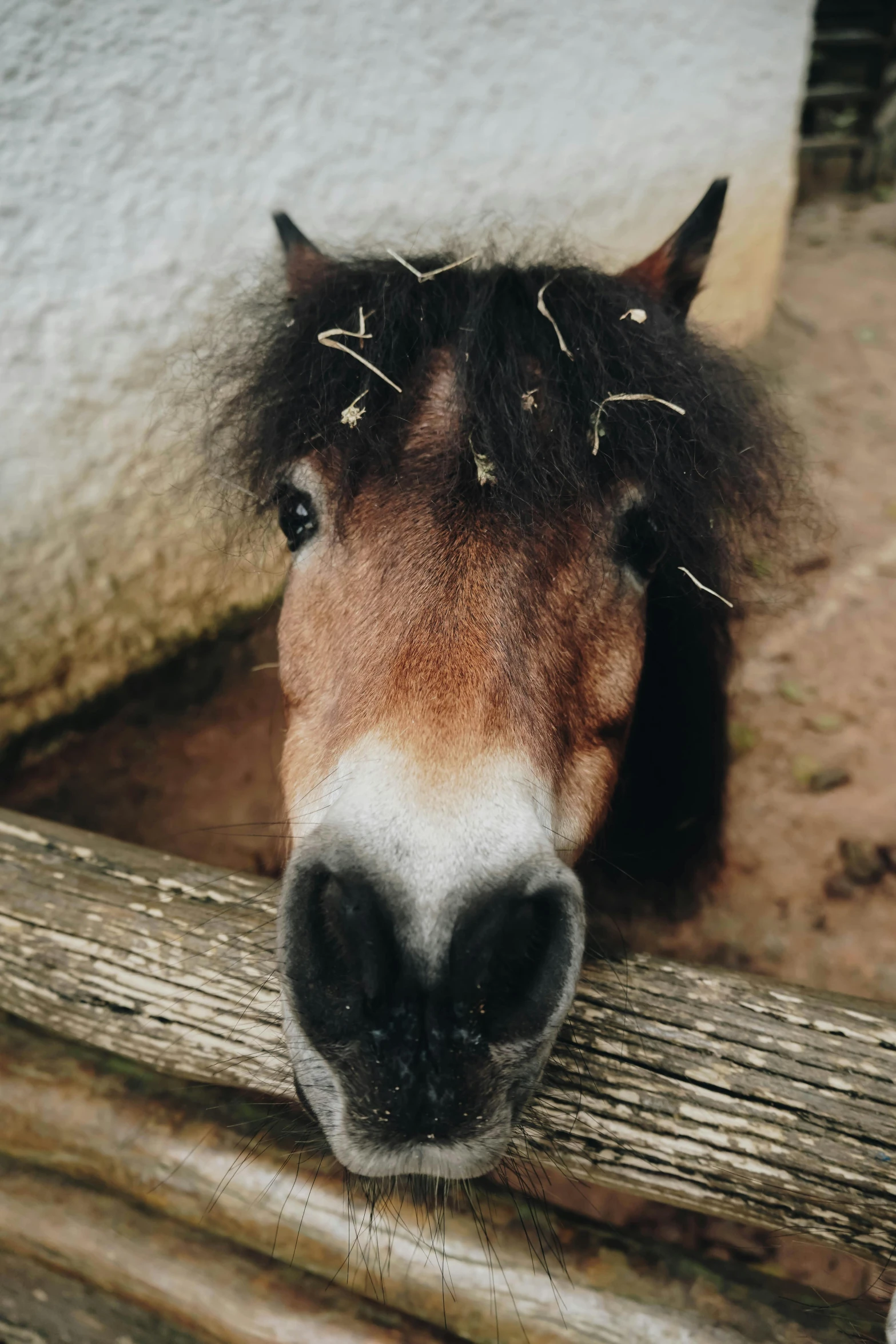 a closeup of the head and muzzle of a horse