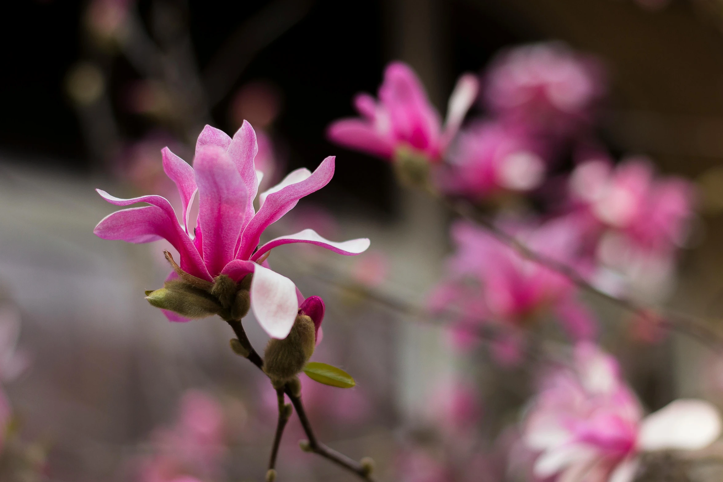 a close up view of pink flowers growing on nches