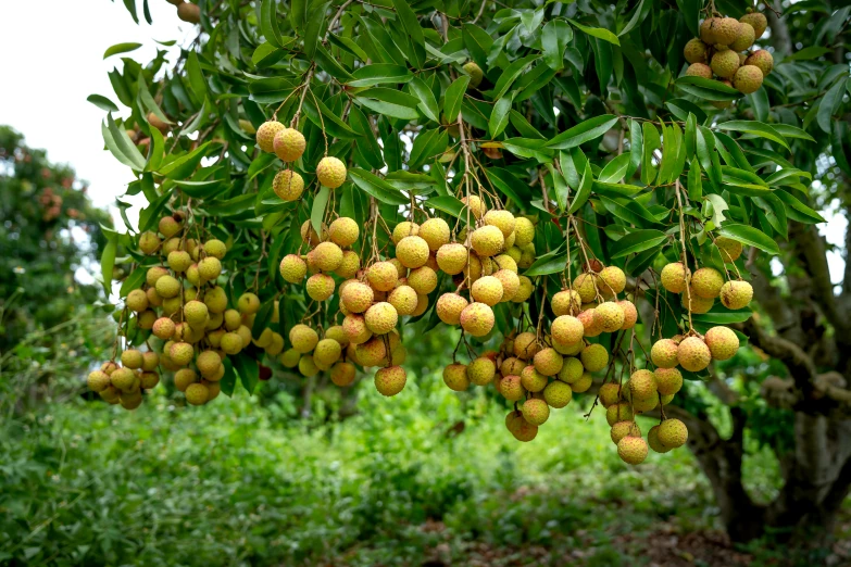 some small fruit hangs from a tree in the field