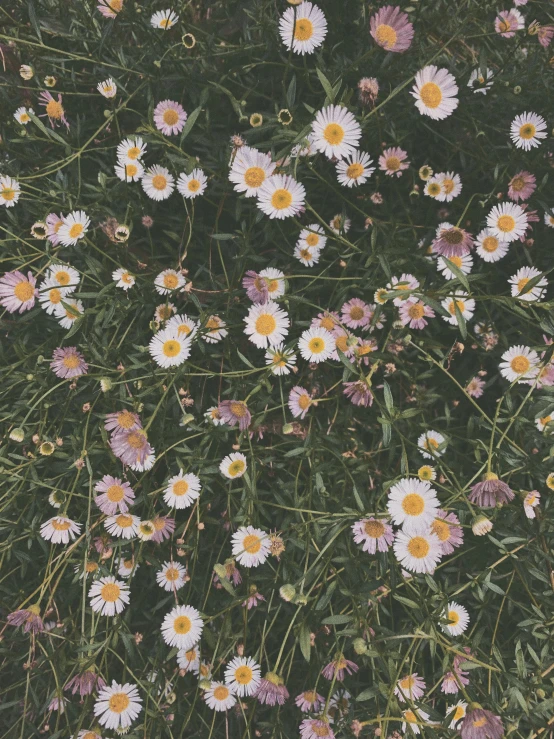 there is a group of daisies in this field