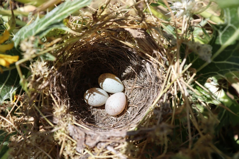 two eggs sit in the middle of a bird's nest