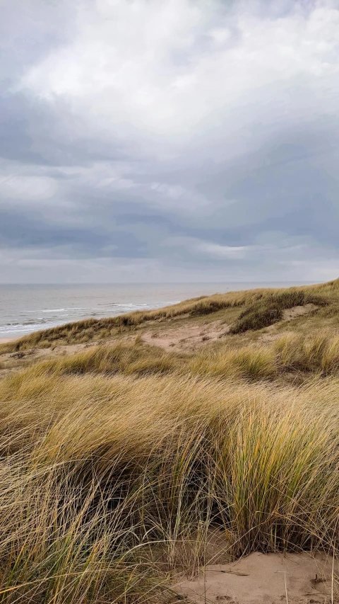 a beach covered in tall grass and sand