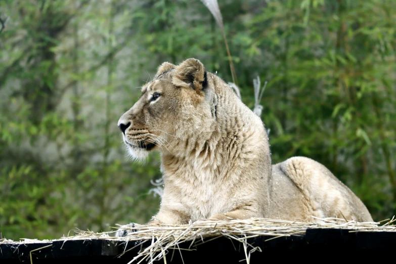 an adult lion rests on a pile of straw