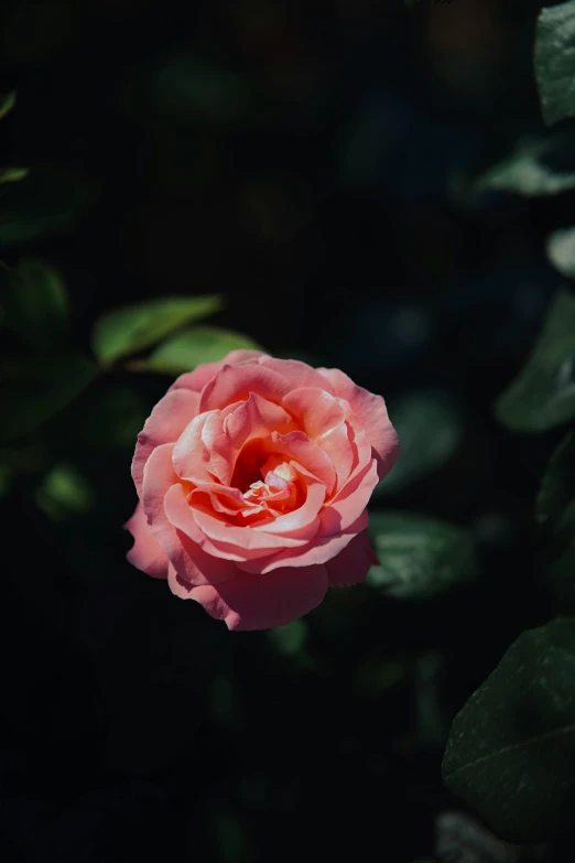 a pink rose with dark green leaves around it