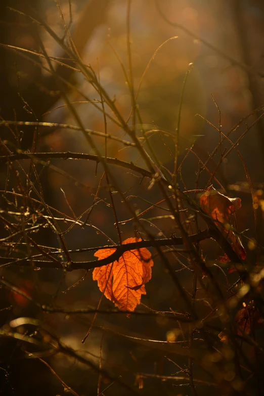 a leaf that is sitting on some nches