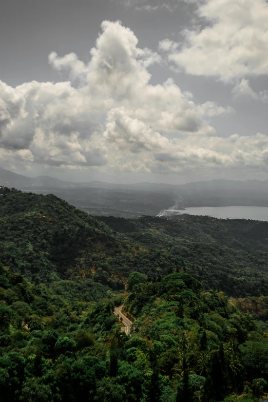 a lush green forest filled with lots of trees