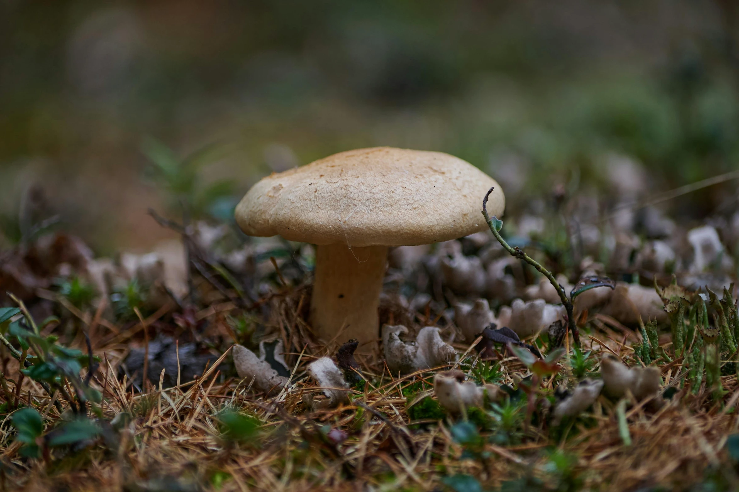 a small brown mushroom with a stem sticking out from its ground