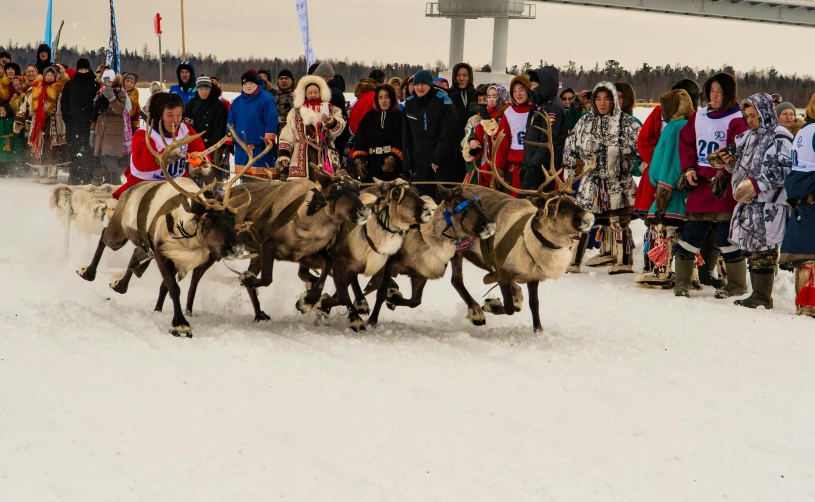 a team of oxen races through the snow