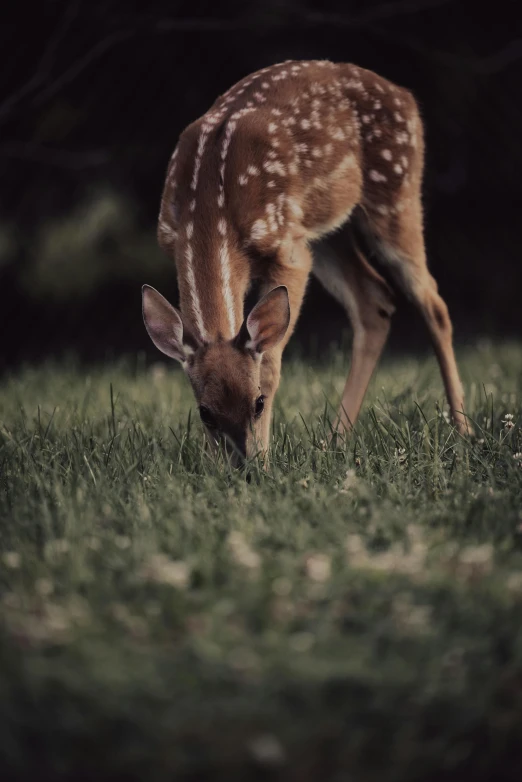 a deer standing on top of a grass covered field