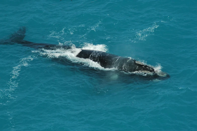 an animal that is swimming in the ocean