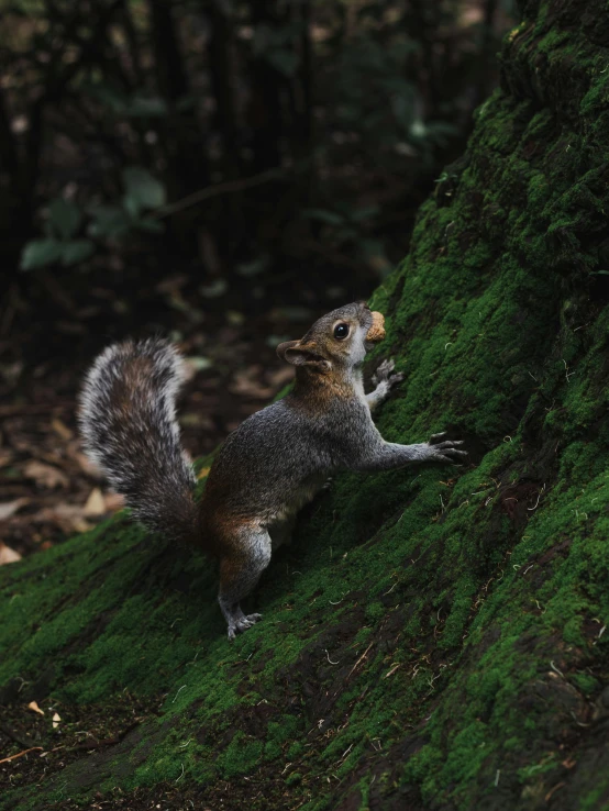 the small squirrel is standing on a moss covered mound